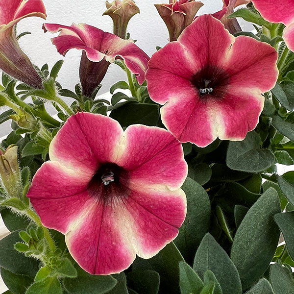 04【（一社）日本ハンギングバスケット協会理事長賞】 Hanayoshiさんのペチュニア：モンローウォークピーチベール3.5号