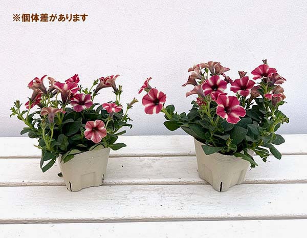 04【（一社）日本ハンギングバスケット協会理事長賞】 Hanayoshiさんのペチュニア：モンローウォークピーチベール3.5号