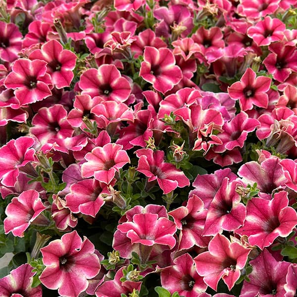 04【（一社）日本ハンギングバスケット協会理事長賞】 Hanayoshiさんのペチュニア：モンローウォークピーチベール3.5号