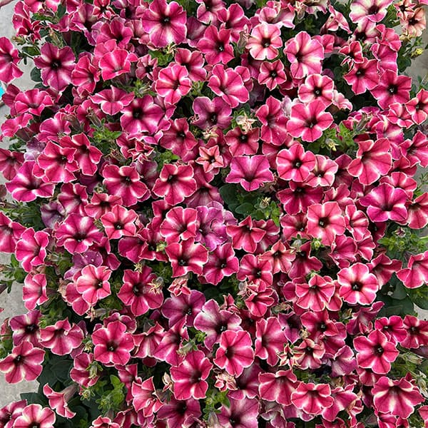 04【（一社）日本ハンギングバスケット協会理事長賞】 Hanayoshiさんのペチュニア：モンローウォークピーチベール3.5号