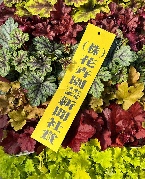 05【(株)花卉園芸新聞社賞】ヤマシタフラワーズさんのヒューケラ3.5号(品種おまかせ)