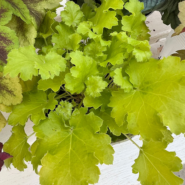 05【(株)花卉園芸新聞社賞】ヤマシタフラワーズさんのヒューケラ3.5号(品種おまかせ)