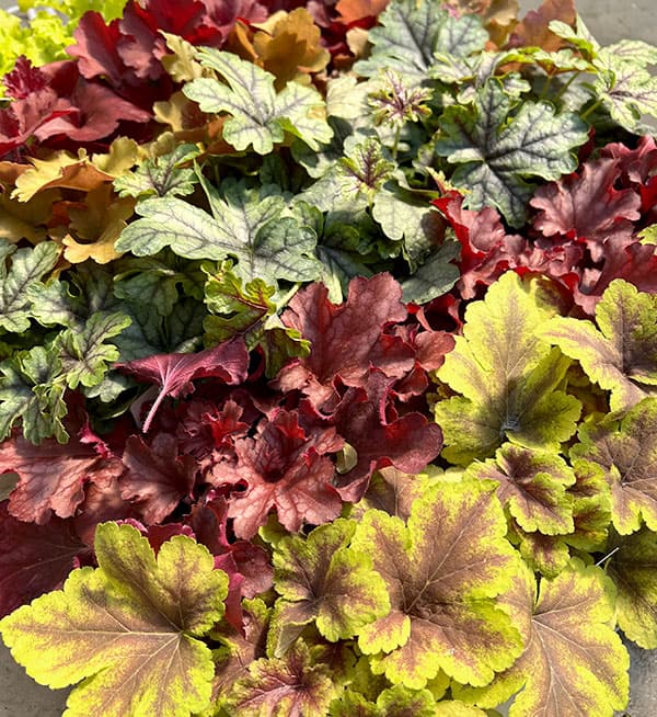 05【(株)花卉園芸新聞社賞】ヤマシタフラワーズさんのヒューケラ3.5号(品種おまかせ)