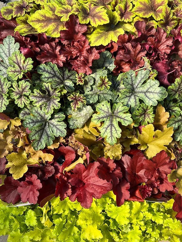 05【(株)花卉園芸新聞社賞】ヤマシタフラワーズさんのヒューケラ3.5号(品種おまかせ)