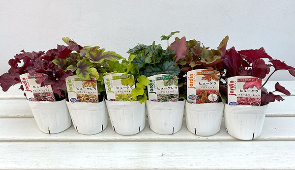 05【(株)花卉園芸新聞社賞】ヤマシタフラワーズさんのヒューケラ3.5号(品種おまかせ)