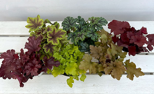 05【(株)花卉園芸新聞社賞】ヤマシタフラワーズさんのヒューケラ3.5号(品種おまかせ)