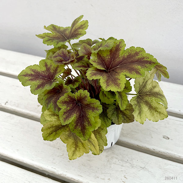 05【(株)花卉園芸新聞社賞】ヤマシタフラワーズさんのヒューケラ3.5号(品種おまかせ)