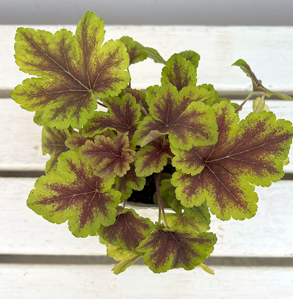 05【(株)花卉園芸新聞社賞】ヤマシタフラワーズさんのヒューケラ3.5号(品種おまかせ)