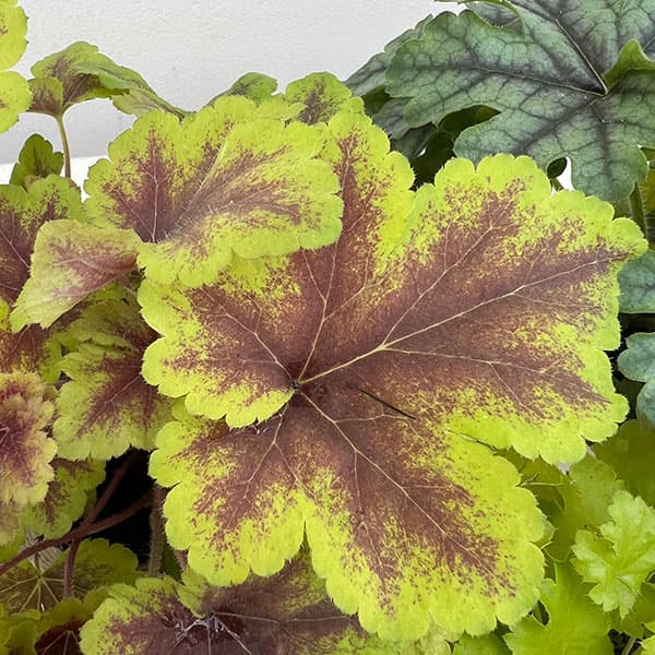 05【(株)花卉園芸新聞社賞】ヤマシタフラワーズさんのヒューケラ3.5号(品種おまかせ)