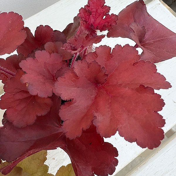 05【(株)花卉園芸新聞社賞】ヤマシタフラワーズさんのヒューケラ3.5号(品種おまかせ)