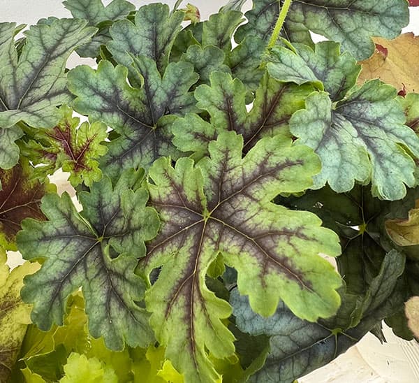 05【(株)花卉園芸新聞社賞】ヤマシタフラワーズさんのヒューケラ3.5号(品種おまかせ)