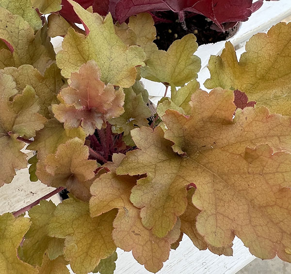 05【(株)花卉園芸新聞社賞】ヤマシタフラワーズさんのヒューケラ3.5号(品種おまかせ)