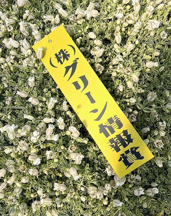 06【(株)グリーン情報賞】川一園芸さんのシレネ:ユニフローラバリエガータ3.5号