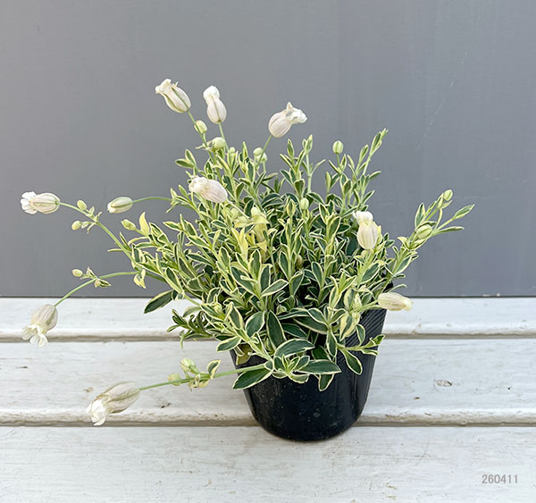 06【(株)グリーン情報賞】川一園芸さんのシレネ:ユニフローラバリエガータ3.5号