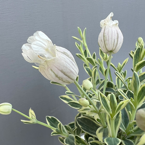 06【(株)グリーン情報賞】川一園芸さんのシレネ:ユニフローラバリエガータ3.5号