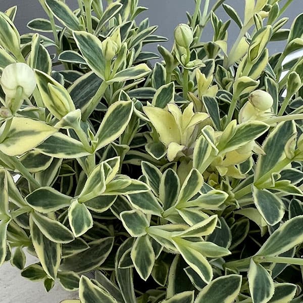 06【(株)グリーン情報賞】川一園芸さんのシレネ:ユニフローラバリエガータ3.5号