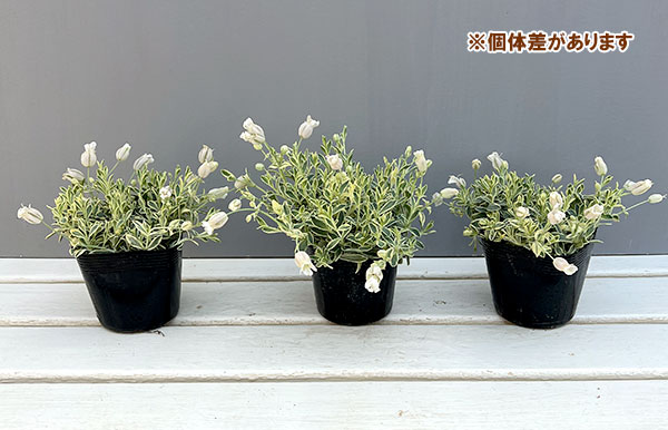 06【(株)グリーン情報賞】川一園芸さんのシレネ:ユニフローラバリエガータ3.5号