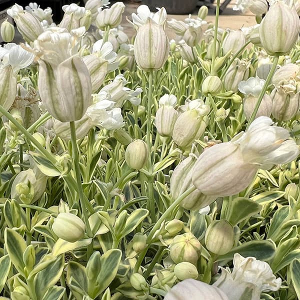 06【(株)グリーン情報賞】川一園芸さんのシレネ:ユニフローラバリエガータ3.5号