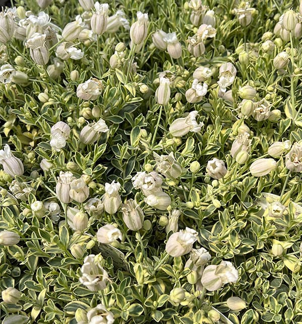 06【(株)グリーン情報賞】川一園芸さんのシレネ:ユニフローラバリエガータ3.5号