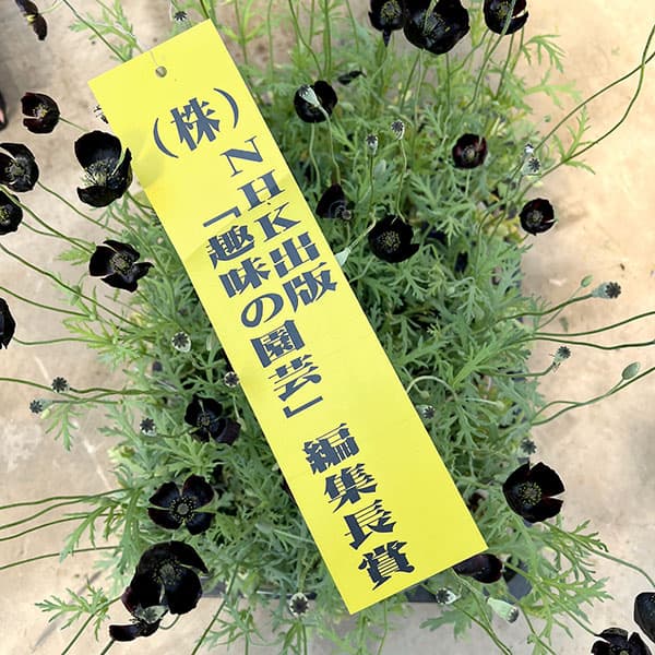 07【(株)NHK出版賞】大澤園芸さんのポピー:ブラックマジック3号ロング