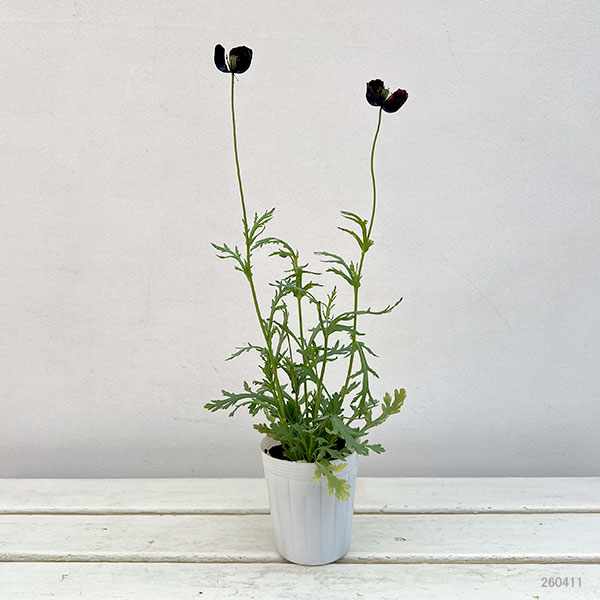 07【(株)NHK出版賞】大澤園芸さんのポピー:ブラックマジック3号ロング