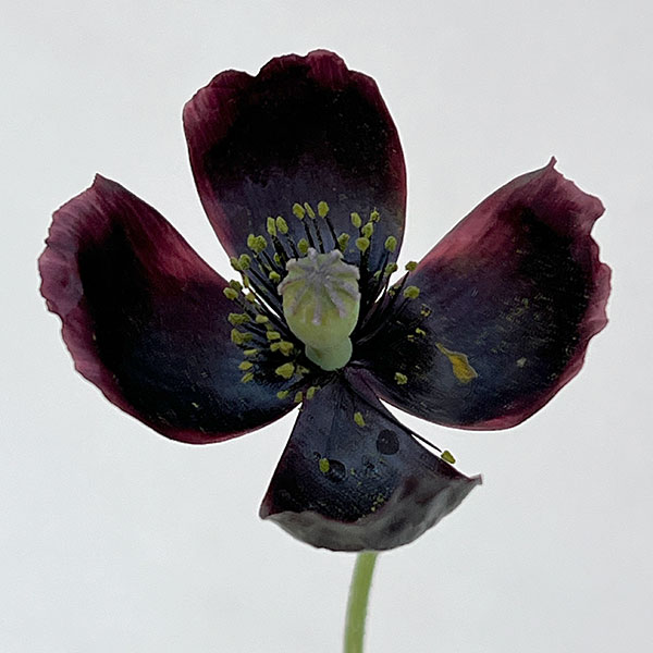 07【(株)NHK出版賞】大澤園芸さんのポピー:ブラックマジック3号ロング