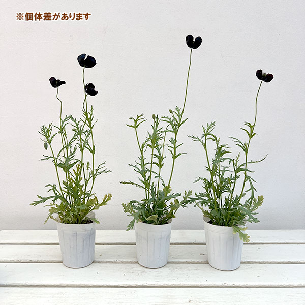 07【(株)NHK出版賞】大澤園芸さんのポピー:ブラックマジック3号ロング