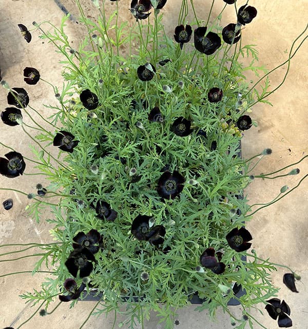 07【(株)NHK出版賞】大澤園芸さんのポピー:ブラックマジック3号ロング