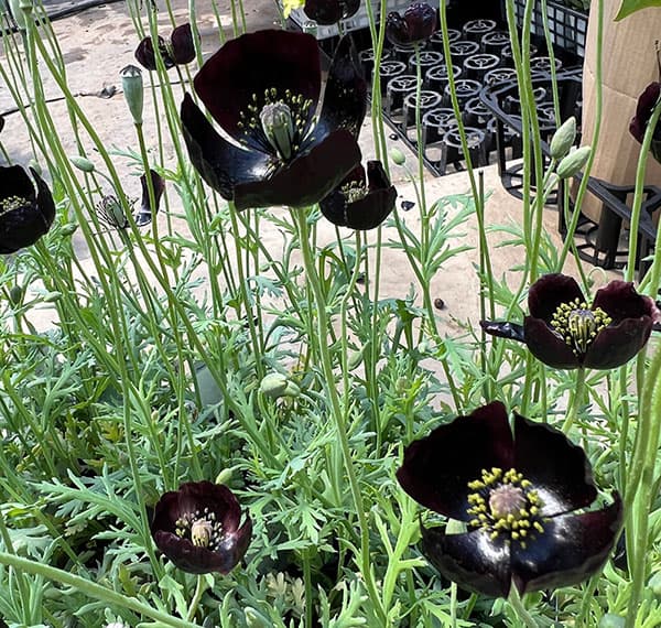 07【(株)NHK出版賞】大澤園芸さんのポピー:ブラックマジック3号ロング