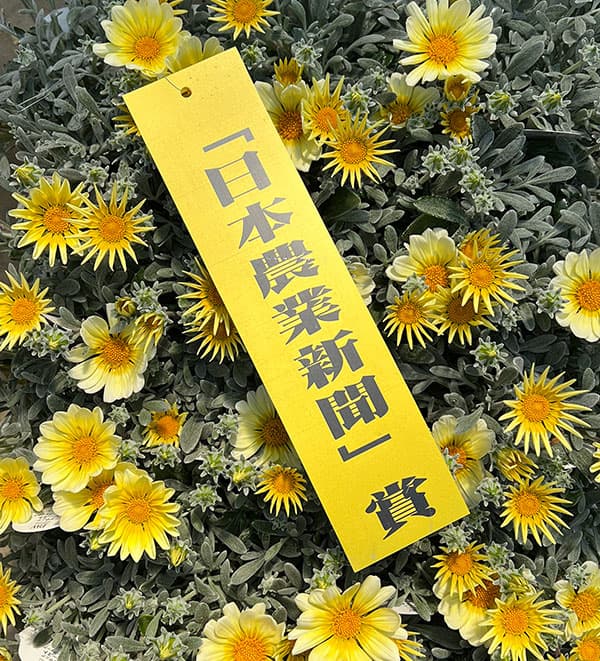 08【「日本農業新聞」賞】ヤマシタフラワーズさんのガザニア：シルバーフォックス3.5号