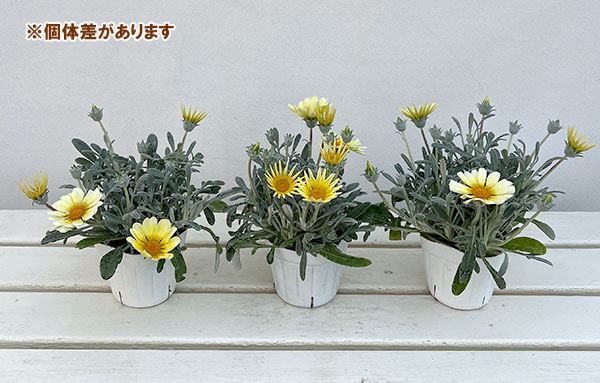 08【「日本農業新聞」賞】ヤマシタフラワーズさんのガザニア：シルバーフォックス3.5号