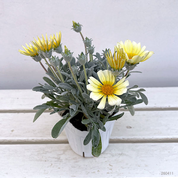 08【「日本農業新聞」賞】ヤマシタフラワーズさんのガザニア：シルバーフォックス3.5号