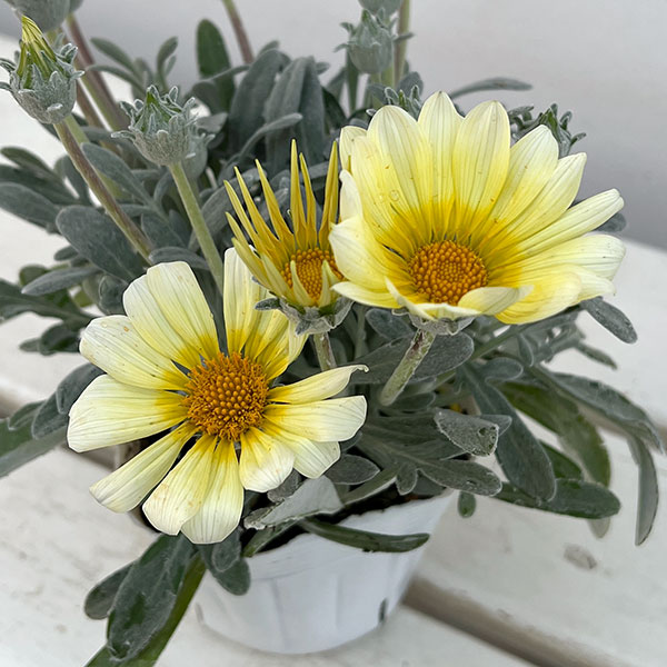 08【「日本農業新聞」賞】ヤマシタフラワーズさんのガザニア：シルバーフォックス3.5号