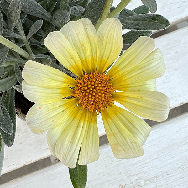 08【「日本農業新聞」賞】ヤマシタフラワーズさんのガザニア：シルバーフォックス3.5号