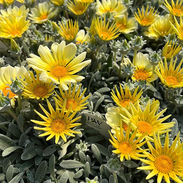 08【「日本農業新聞」賞】ヤマシタフラワーズさんのガザニア：シルバーフォックス3.5号