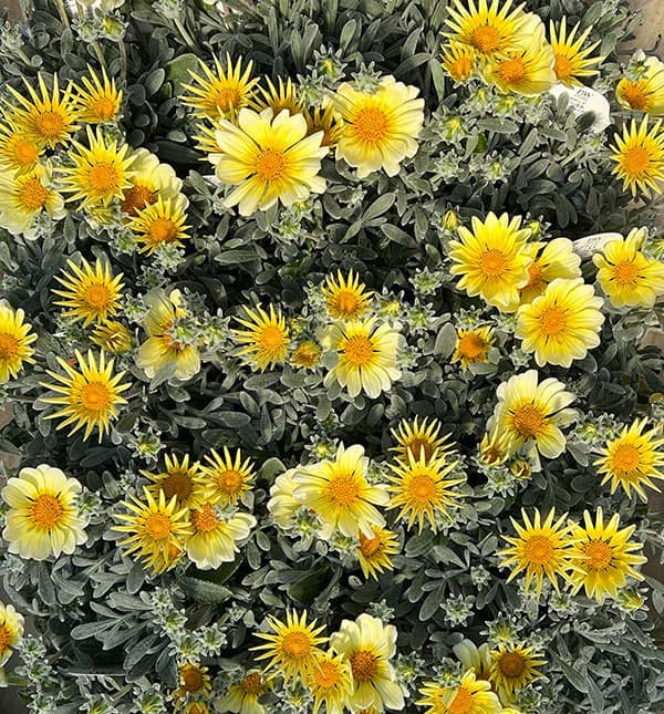 08【「日本農業新聞」賞】ヤマシタフラワーズさんのガザニア：シルバーフォックス3.5号