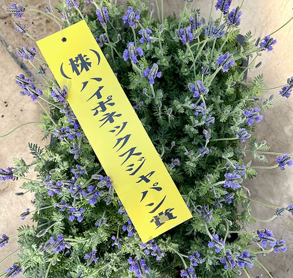 09【(株)ハイポネックスジャパン賞】エフメールナガモリさんのレースラベンダー3.5号