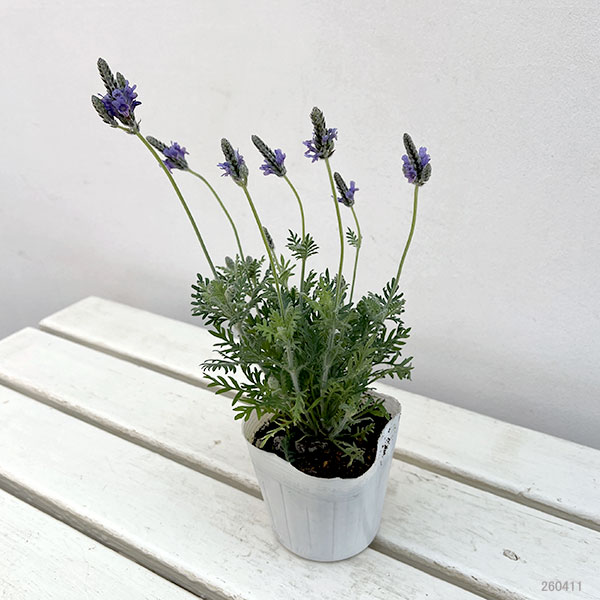 09【(株)ハイポネックスジャパン賞】エフメールナガモリさんのレースラベンダー3.5号