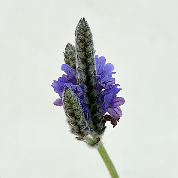 09【(株)ハイポネックスジャパン賞】エフメールナガモリさんのレースラベンダー3.5号