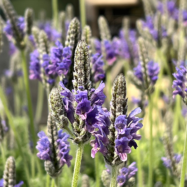 09【(株)ハイポネックスジャパン賞】エフメールナガモリさんのレースラベンダー3.5号