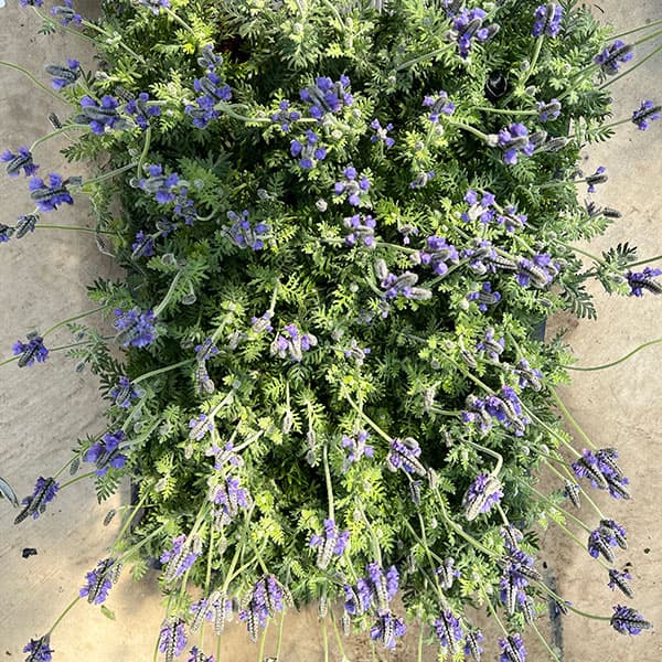 09【(株)ハイポネックスジャパン賞】エフメールナガモリさんのレースラベンダー3.5号