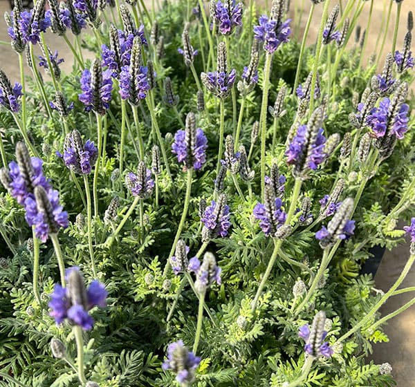 09【(株)ハイポネックスジャパン賞】エフメールナガモリさんのレースラベンダー3.5号