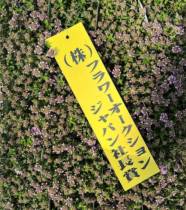 10【(株)フラワーオークションジャパン社長賞】あづフラワーさんのクリーピングタイム3.5号