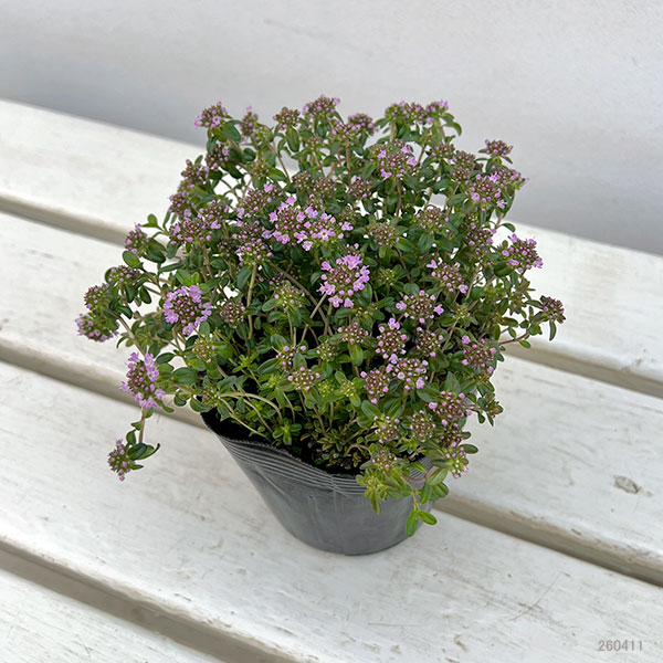 10【(株)フラワーオークションジャパン社長賞】あづフラワーさんのクリーピングタイム3.5号