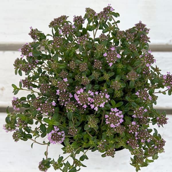 10【(株)フラワーオークションジャパン社長賞】あづフラワーさんのクリーピングタイム3.5号