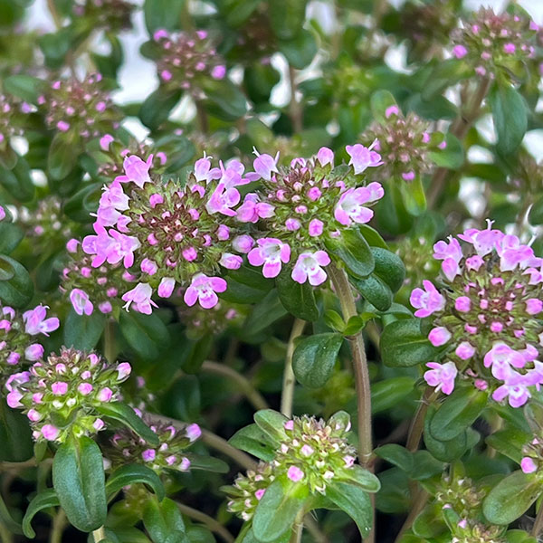 10【(株)フラワーオークションジャパン社長賞】あづフラワーさんのクリーピングタイム3.5号