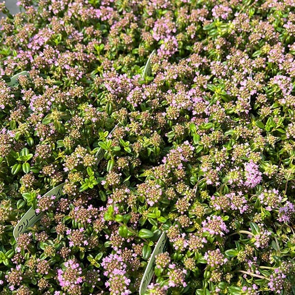 10【(株)フラワーオークションジャパン社長賞】あづフラワーさんのクリーピングタイム3.5号