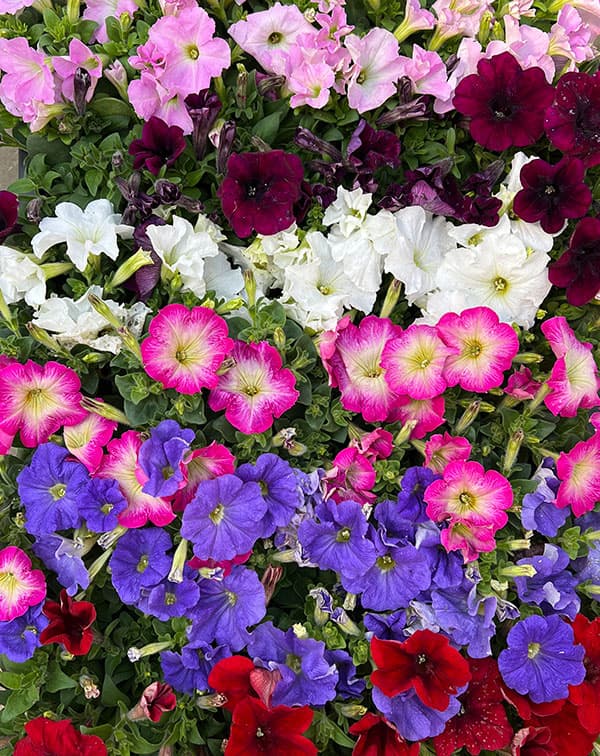 11【審査員奨励賞】西山園芸さんのペチュニア3.5号(花色おまかせ)