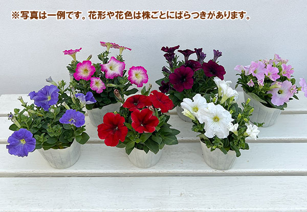 11【審査員奨励賞】西山園芸さんのペチュニア3.5号(花色おまかせ)