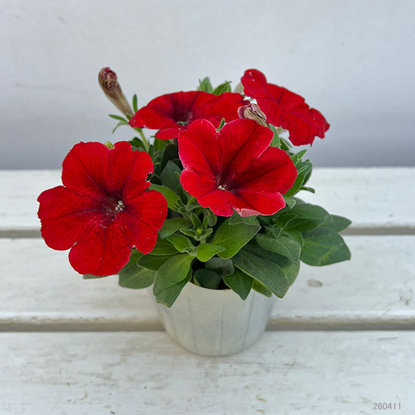 11【審査員奨励賞】西山園芸さんのペチュニア3.5号(花色おまかせ)